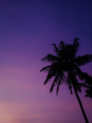 palm tree silhouette image,background,wallpapers,coconut tree