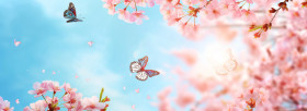 Spring background with pink cherry blossom flowers and flying butterflies on blue sky banner, springtime nature concept