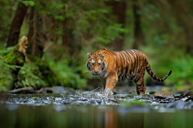 Amur tiger walking in river water. Danger animal, tajga, Russia.