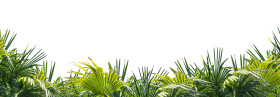 palm tree leaves overlay texture, border of fresh green tropical plants isolated on transparent background