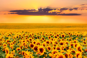 Field with yellow sunflowers and picturesque sky at sunset