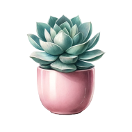 Potted Plant Succulent Cactus (10)