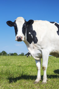 View of beautiful cow on green grass